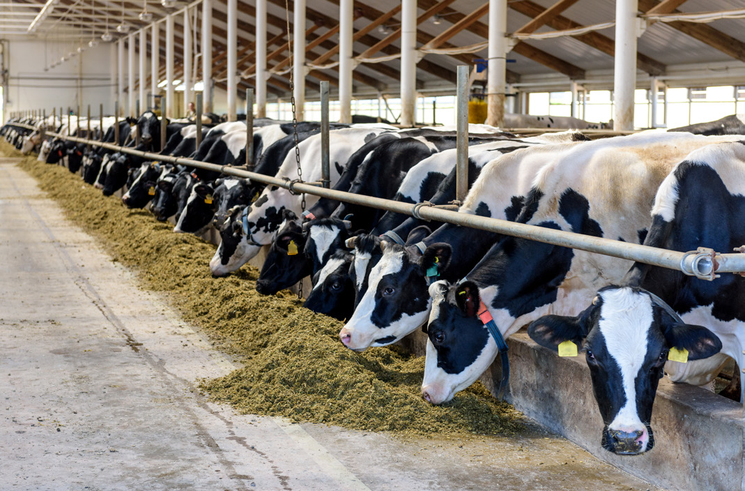 A group of cows eating feed together.